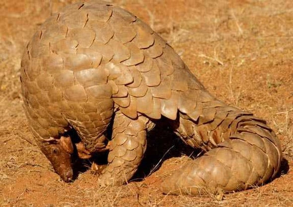 Zoos Take a Step Backward in Pangolin Conservation