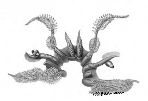 Asperoteuthis mangoldae illustration by Carolyn Gast