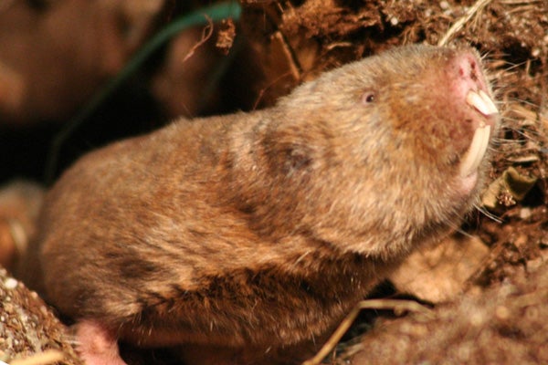 African Mole Rats: So Much More Than Just the Naked Mole Rat - Scientific  American Blog Network
