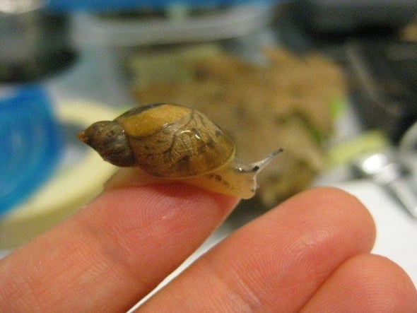 Stowaway Snail Helps Save Species from Extinction