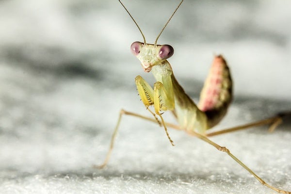 Ambitious Praying Mantis Discovers Sashimi - Scientific American Blog  Network