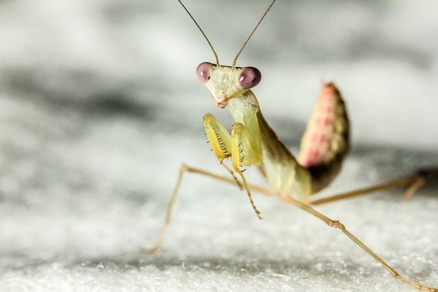 Ambitious Praying Mantis Discovers Sashimi | Scientific American