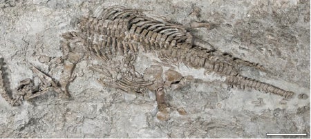 Plesiosaur