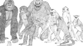 Love among the Primates - Scientific American