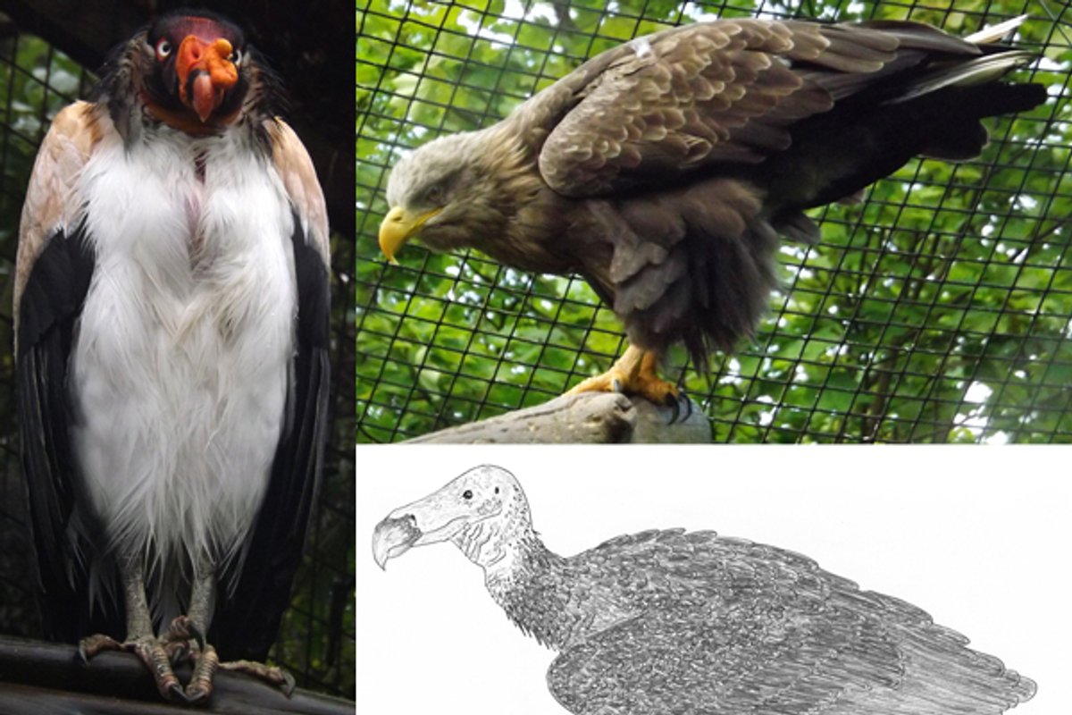Bird Raptor Features Raptor Raptor Raptor, Part 1 | Scientific American