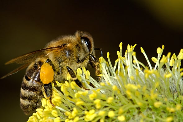 Dirty Bees Are Good for Flowering Plants