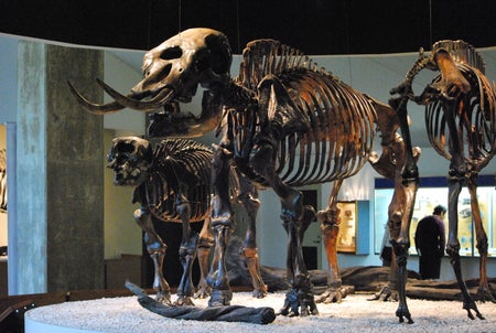Mammut