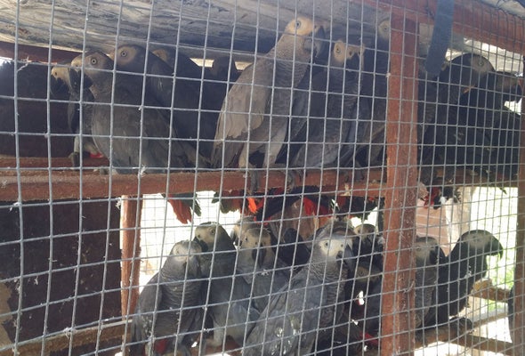 Thousands of African Grey Parrots Stolen from the Wild Every Month