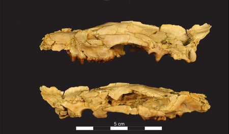 hyaenodont