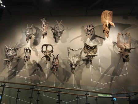 Dinosaurs