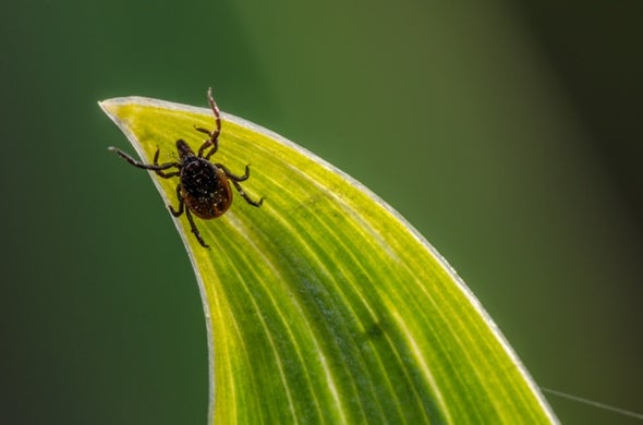 Ticks Have a Mouth Full of Hooks to Hang On