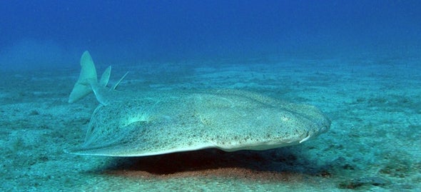 Three Angel Shark Species Proposed for Protection