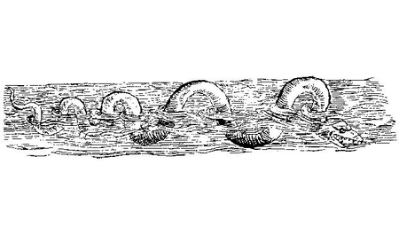 大众科学 Logo