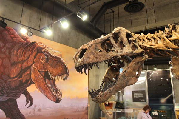 Canadian dinosaur named 'Scotty' named world's biggest T. rex