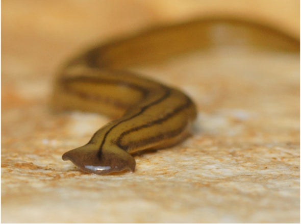Giant Flatworms Invaded France and Ran Amok for 2 Decades before Scientists Realized It