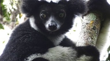Lemurs in Crisis: 105 Species Now Threatened with Extinction
