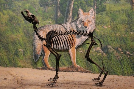 Coyote