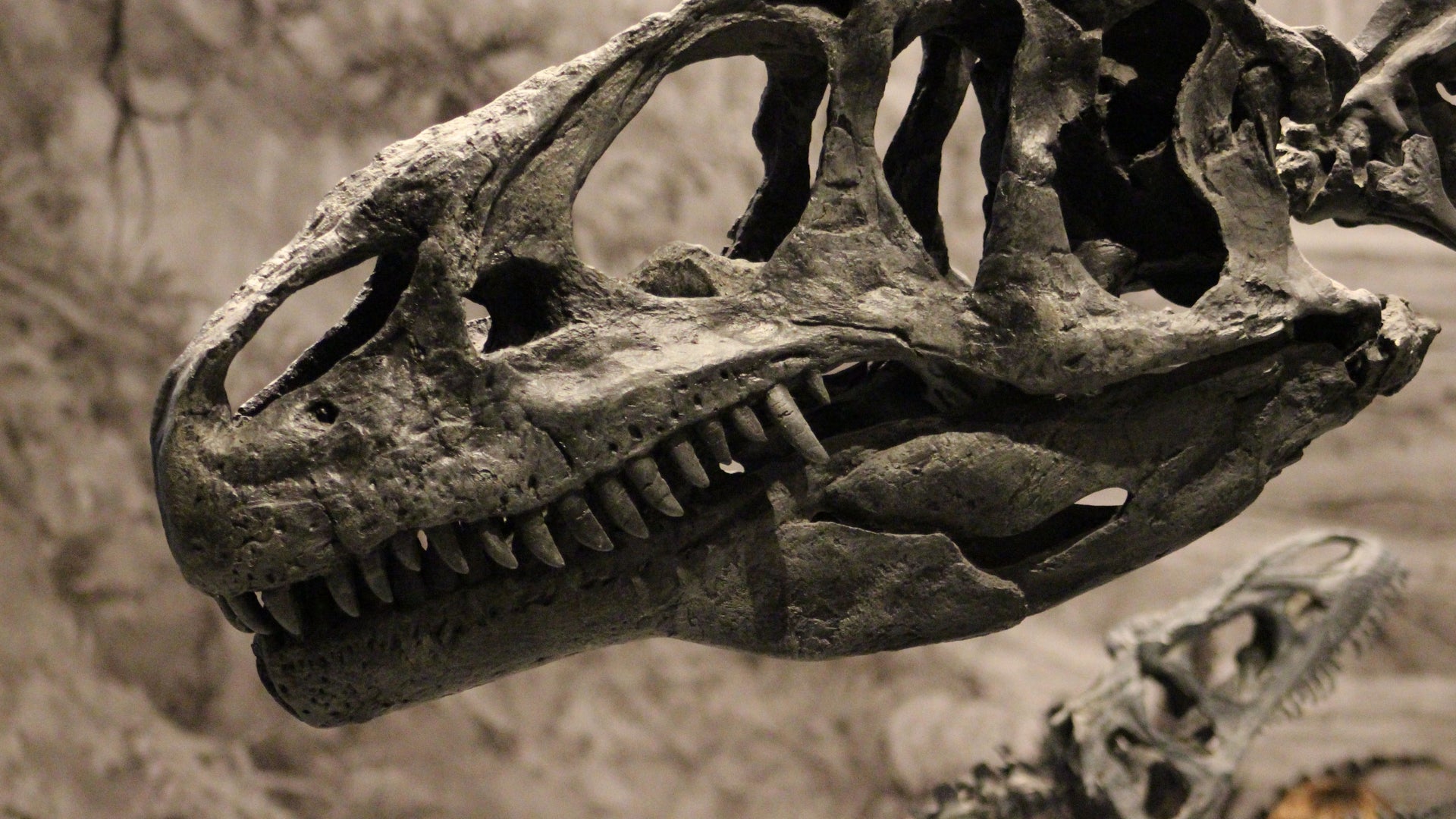 Allosaurus Leg Bones Articulated | Natural History, including Gorgosaurus |  2022 | Sotheby's, image size:1920x1080