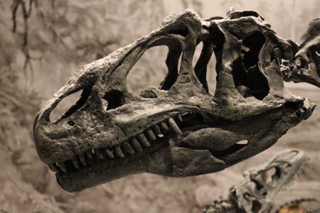 Allosaurus