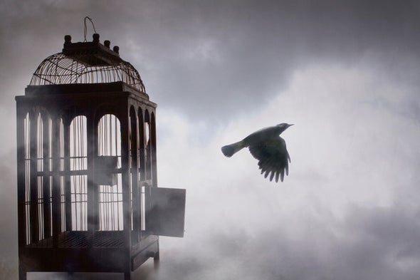 The Neuroscience of Free Will: A Q&A with Robyn Repko Waller