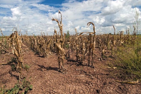 Drought-damged corn in Texas, 2013.
