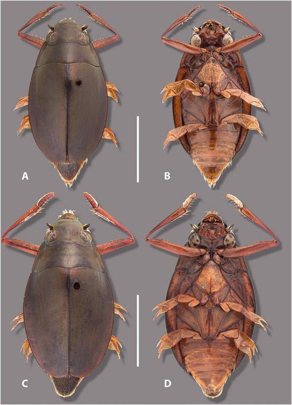 The Adorable Alabama Whirligig Beetle That Eluded Entomologists