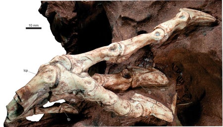 Vespersaurus