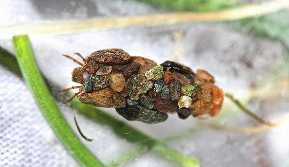 The Fly Larva That Thinks It's a Stonemason