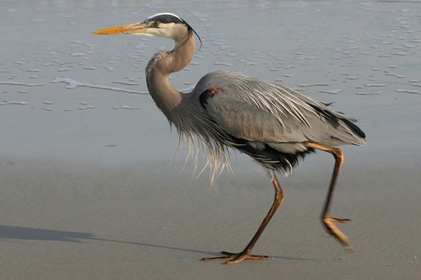ode to the great blue heron scientific american blog network
