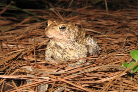 Scientific American Logo