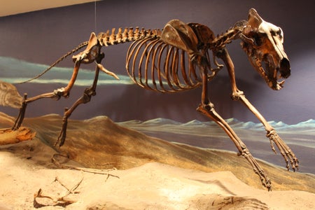 Dire wolf