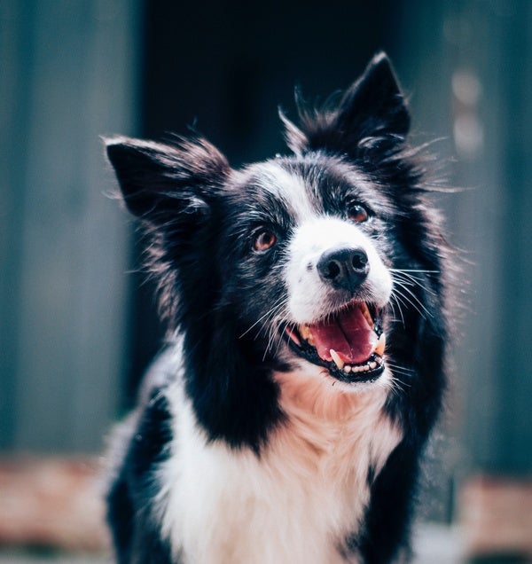 how-much-are-dogs-influenced-by-local-culture-scientific-american