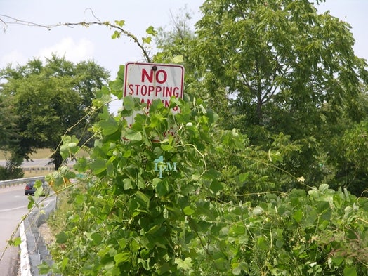 a report on kudzu a major threat to michigan A report on kudzu a major threat to michigan november 19, 2017 uncategorized according to the united nations a discussion on the credibility of the united states electoral process the terrifying idea of breaking routine in the love song of j alfred prufrock a poem by ts eliot 20-7-2017. a report on kudzu a major threat to michigan A report on kudzu a major threat to michigan november 19, 2017 uncategorized according to the united nations a discussion on the credibility of the united states electoral process the terrifying idea of breaking routine in the love song of j alfred prufrock a poem by ts eliot 20-7-2017.