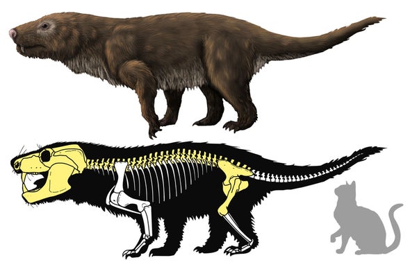 Paleo Profile: Crompton's Aleodon