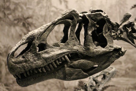 Allosaurus