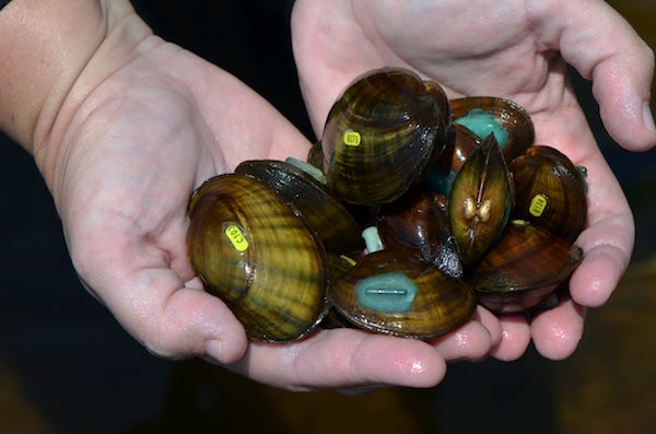 freshwater clams