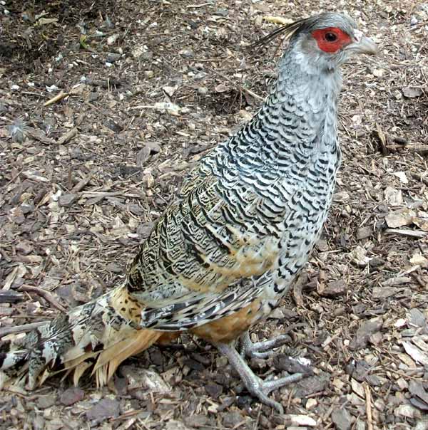 Captive Cheer Pheasant Captive Cheer Pheasant