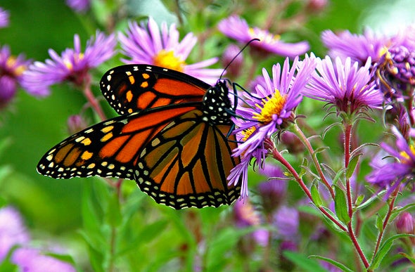 monarchs in peril scientific american blog network