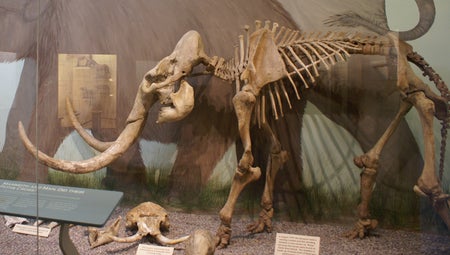 Mammoth