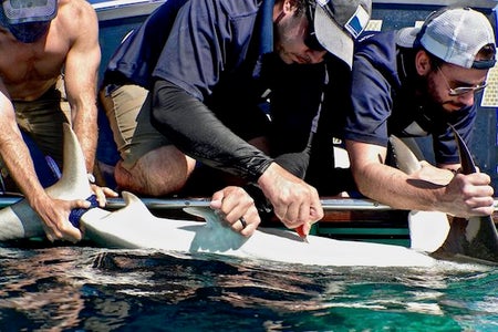 Scientific American Logo