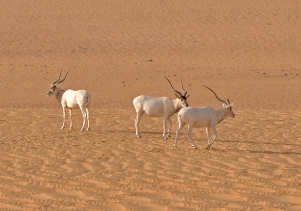 Only 3 Addax Antelopes Left in the Wild?