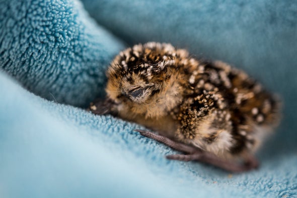 Tragic Deaths Represent a Victory in Spoon-Billed Sandpiper Conservation