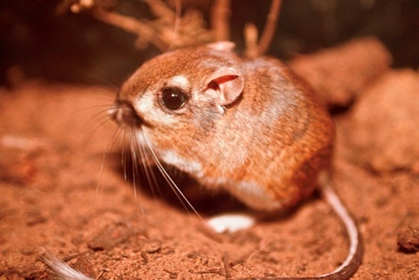 Is This Supercute Rodent Extinct or Just Hiding?