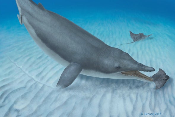 New Fossil Fills In Missing Moment in Baleen Whale History