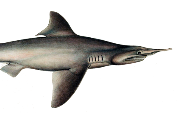 Daggernose Shark