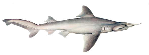 The Daggernose Shark Is Near Extinction