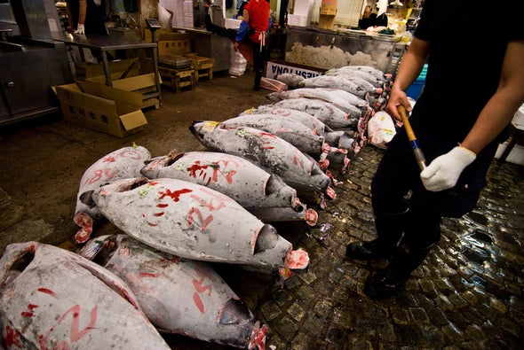 Suing over Sushi: Protection Sought for Pacific Bluefin Tuna