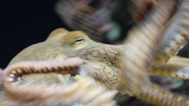 female octopus strangles mate