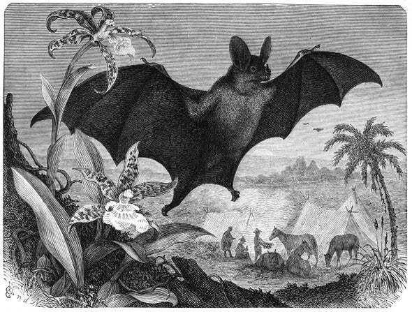 Halloween Horrors: The Spectral Vampire Bat