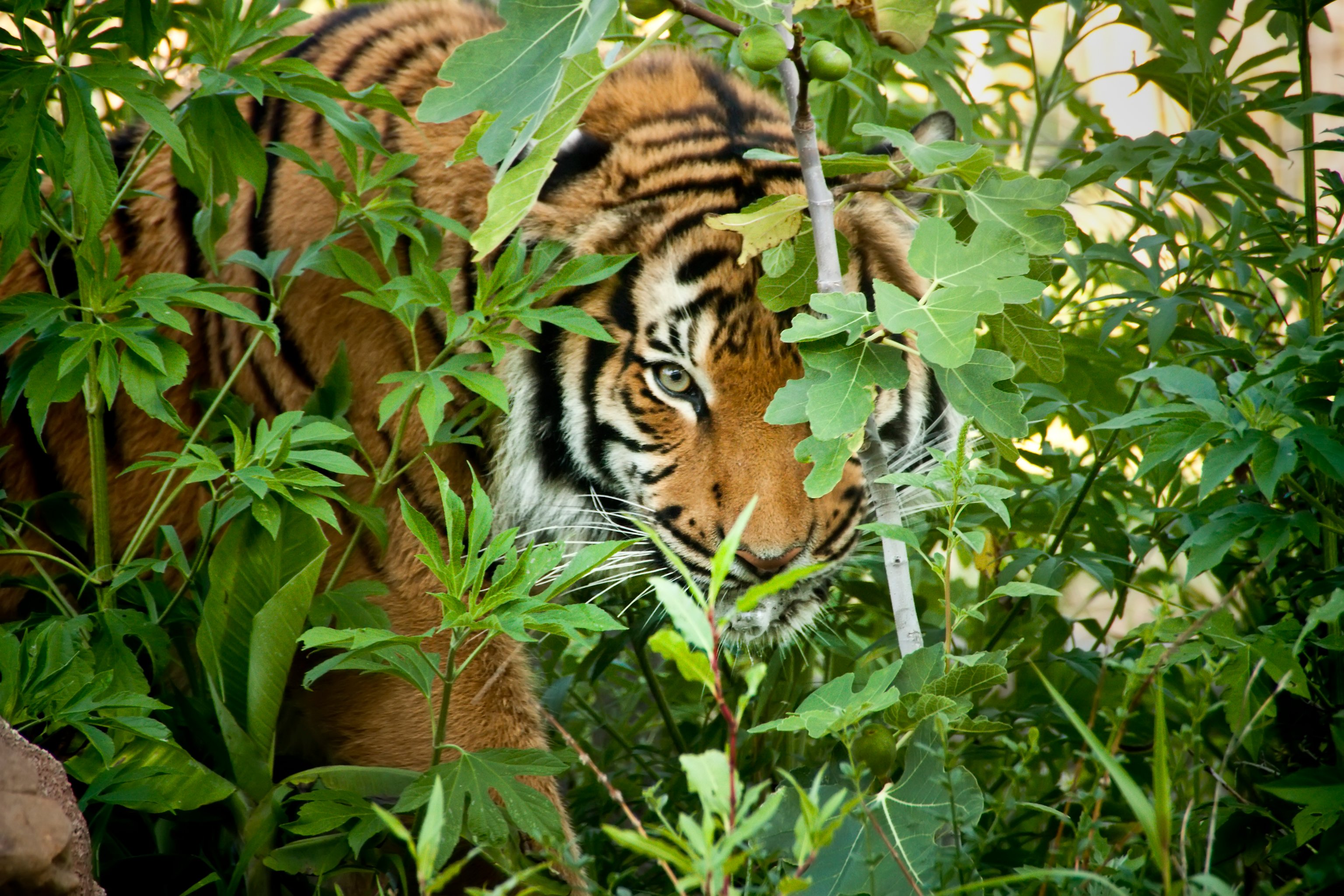 Rethinking Humanity's Ties to Nature | Scientific American